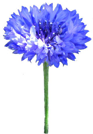 Hibiscus Flower Png - Corn Flower Clipart (325x472), Png Download