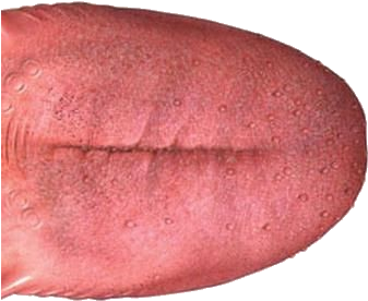 Tongue Png - Язык Png (600x412), Png Download