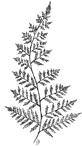 Line Drawing Fern - Fern Drawing Transparent (290x484), Png Download