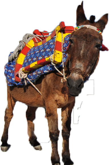 Image02 - Donkey Ride Png (384x577), Png Download