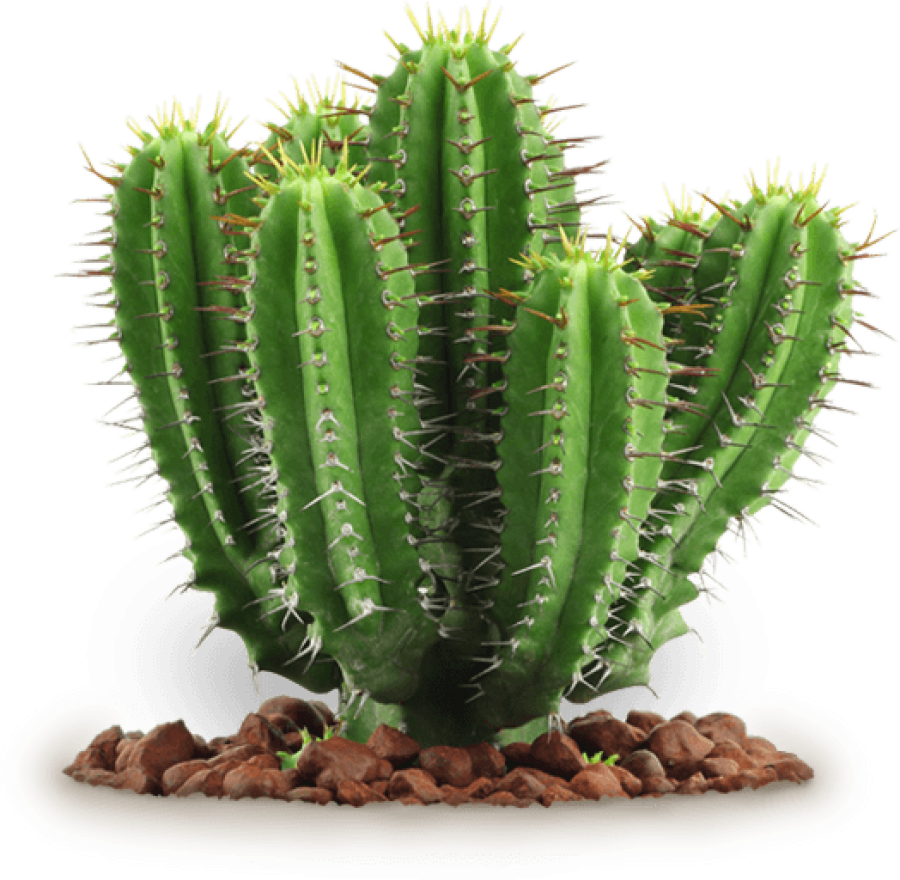 Free Png Cactus Png Images Transparent - Transparent Background Cactus Png (850x831), Png Download