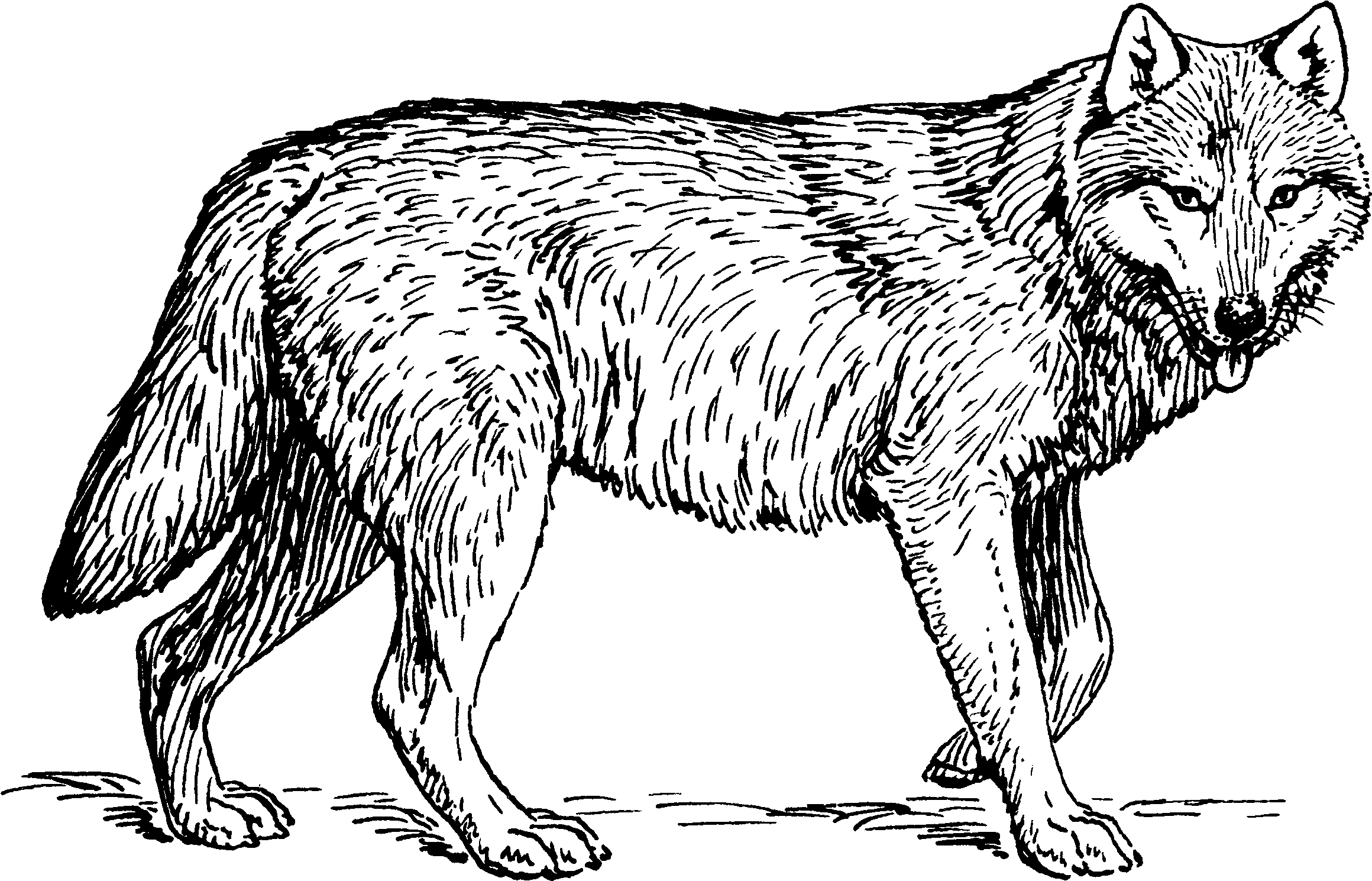 Wolf Cleaned 2 - Realistic Wolf Coloring Sheets (2415x1556), Png Download