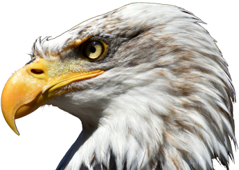 Download Eagle Eagle White Neck Eagle White Png And Psd