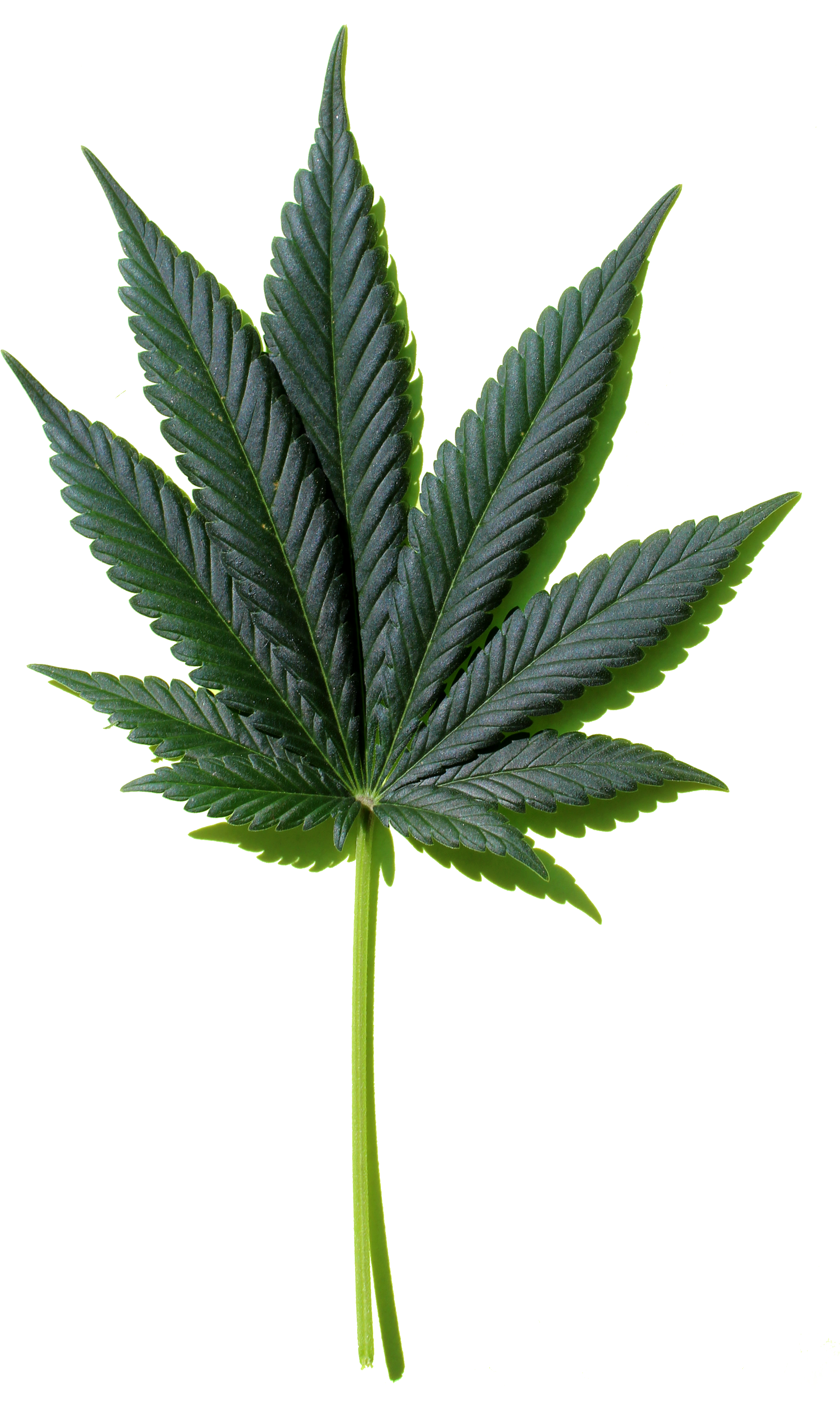 Weed Leaf Png - Silhouette Japanese Maple Leaf (2508x4080), Png Download