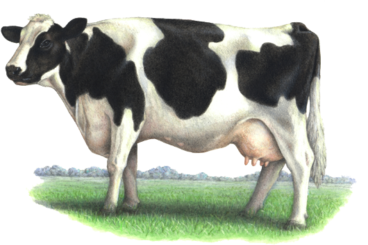 Cow Png - Dairy Cow Png (564x372), Png Download