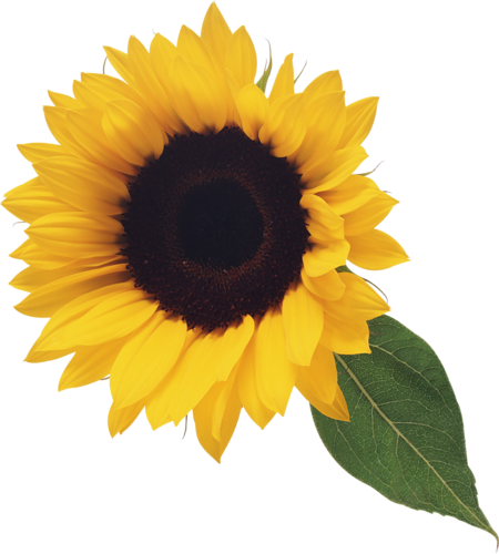 Sunflower Png - Sunflower Clip Art (450x500), Png Download