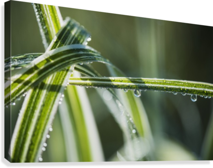 Dew Clings To Ornamental Grass - Posterazzi Dew Clings To Ornamental Grass Astoria Oregon (429x339), Png Download