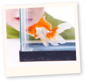 Learn More About Fish - Garibaldi (388x373), Png Download