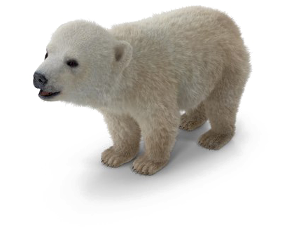 Polar Bear Png Background Image - Polar Bear (600x600), Png Download