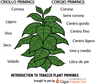 Tobacco Plant Primings Chart - Tobacco Plant Clip Art (450x369), Png Download