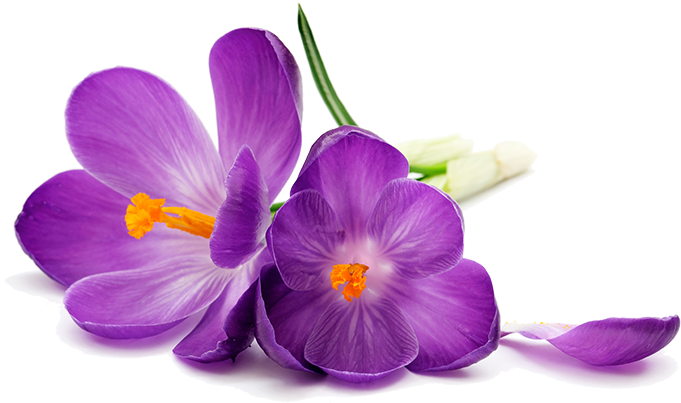 Purple Flowers Png Image Transparent - Purple Flower On A White Background (700x465), Png Download