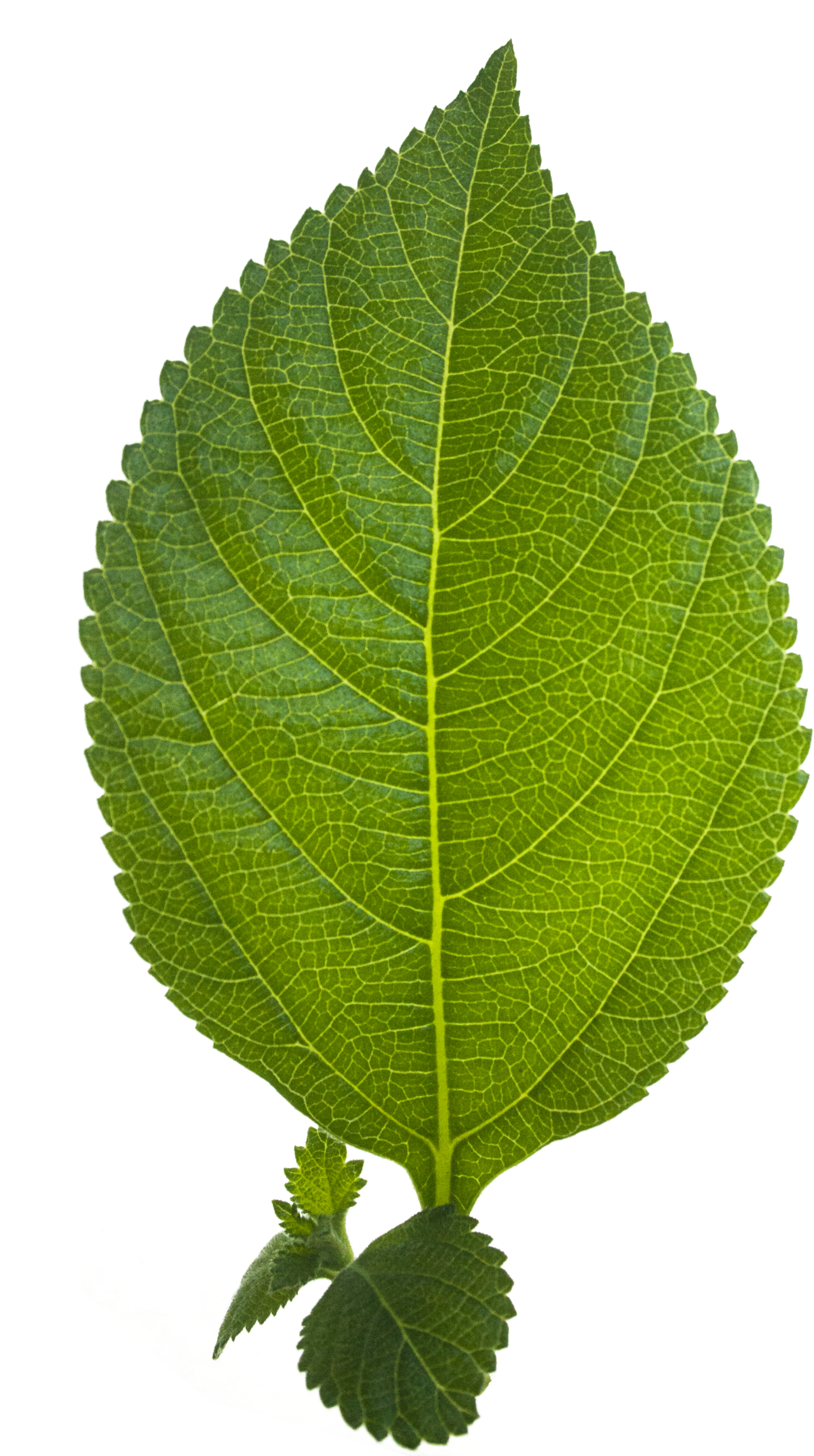 Leaf Png Hd