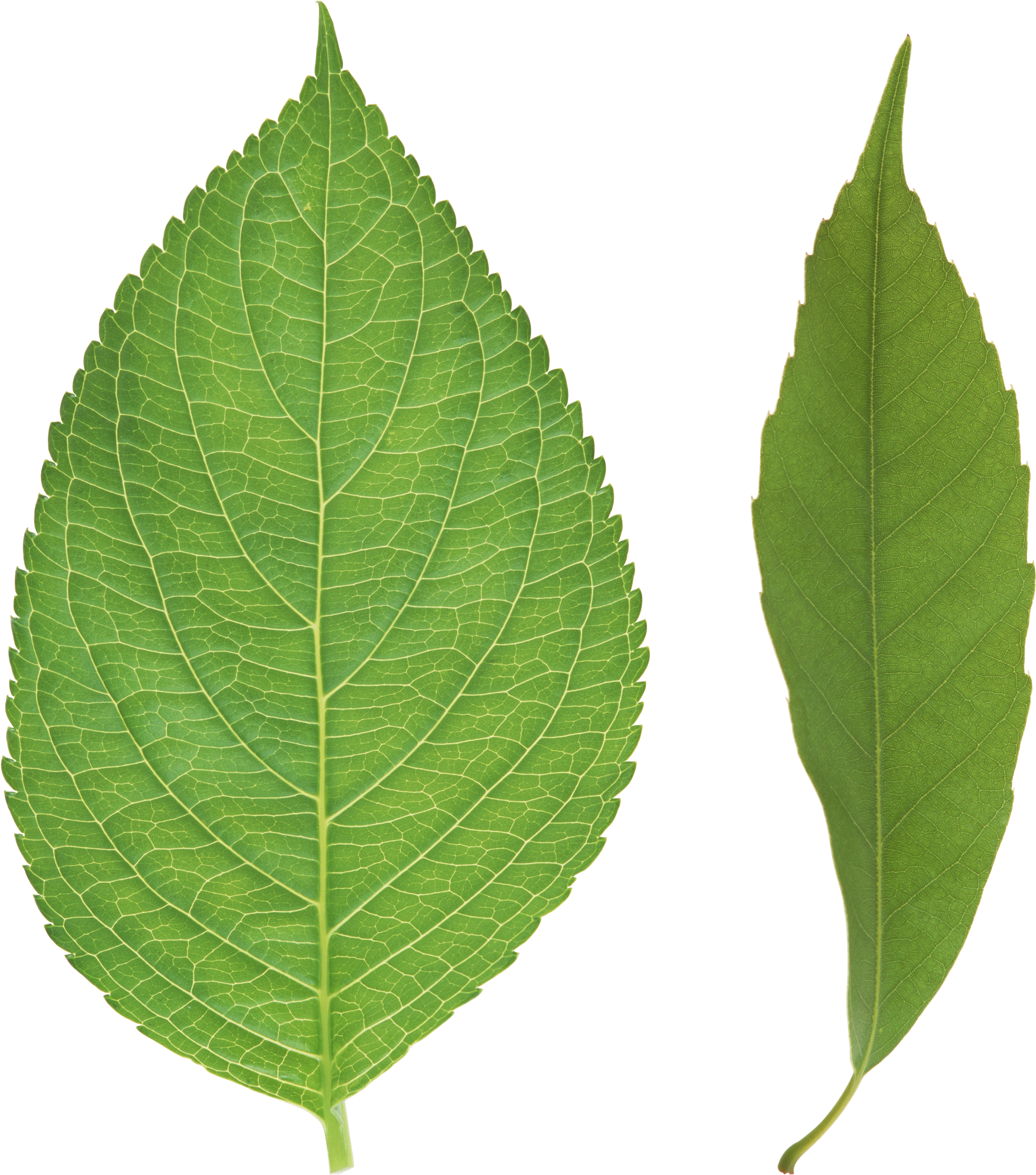 Green Leaf Png - Tree Leaves Png (2531x2800), Png Download