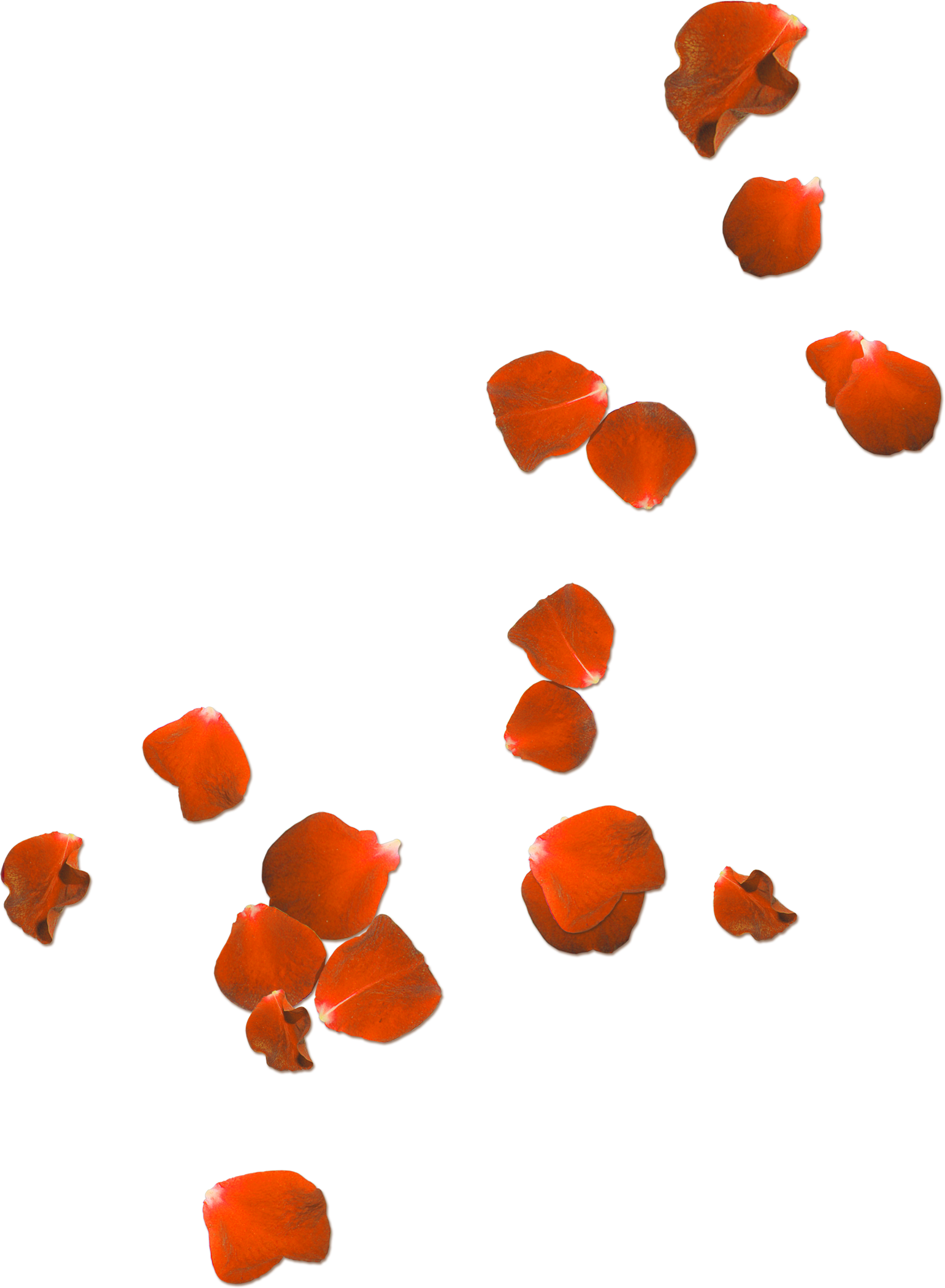 Flower Petals Clipart At Getdrawings - Poppies We Will Remember Them (1541x2100), Png Download