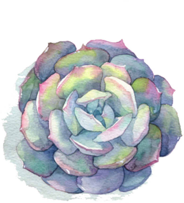 Ftestickers Watercolor Flower Succulent - Succulent Watercolor Png (1052x1024), Png Download