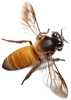 Bee With Yellow Butt (400x400), Png Download