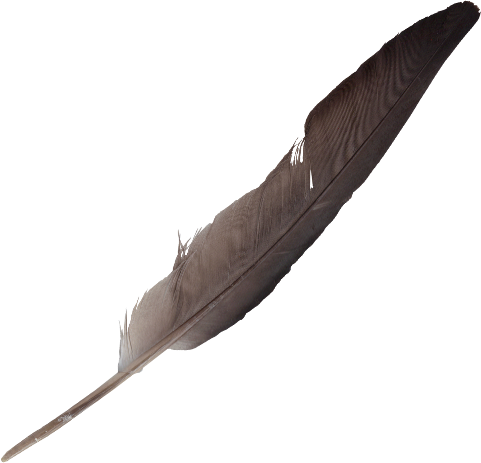 Free Download - Feathers Png (953x918), Png Download