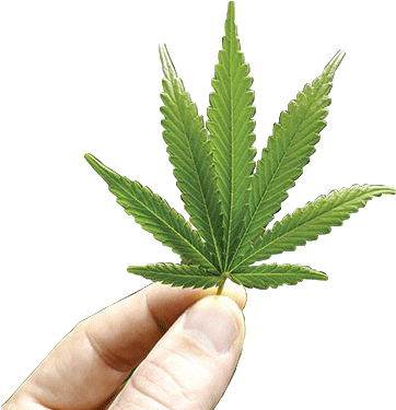 Canada's - Hand (650x400), Png Download