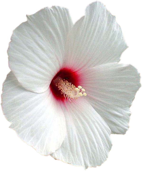 Flower Shoeblackplant Mallows Clip - Hibiscus Png (650x766), Png Download