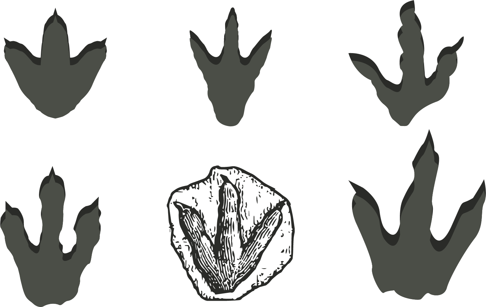 Dinosaur Footprints Reservation Stegosaurus - Dinosaur Footprint Clipart (1546x977), Png Download