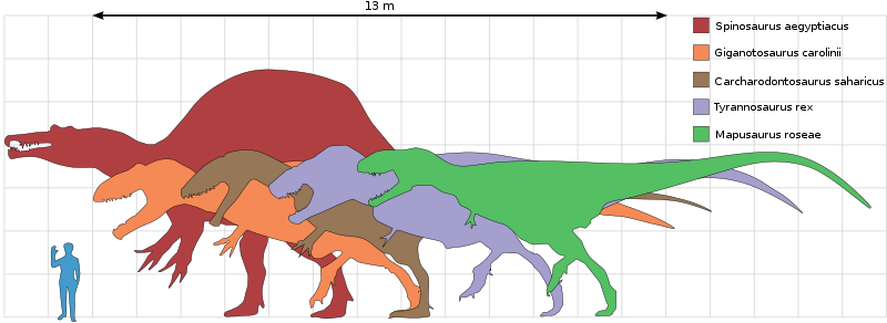 Size Comparison Of Selected Giant Theropod Dinosaurs, - Sizes Of Dinosaurs Compared To Humans (800x292), Png Download