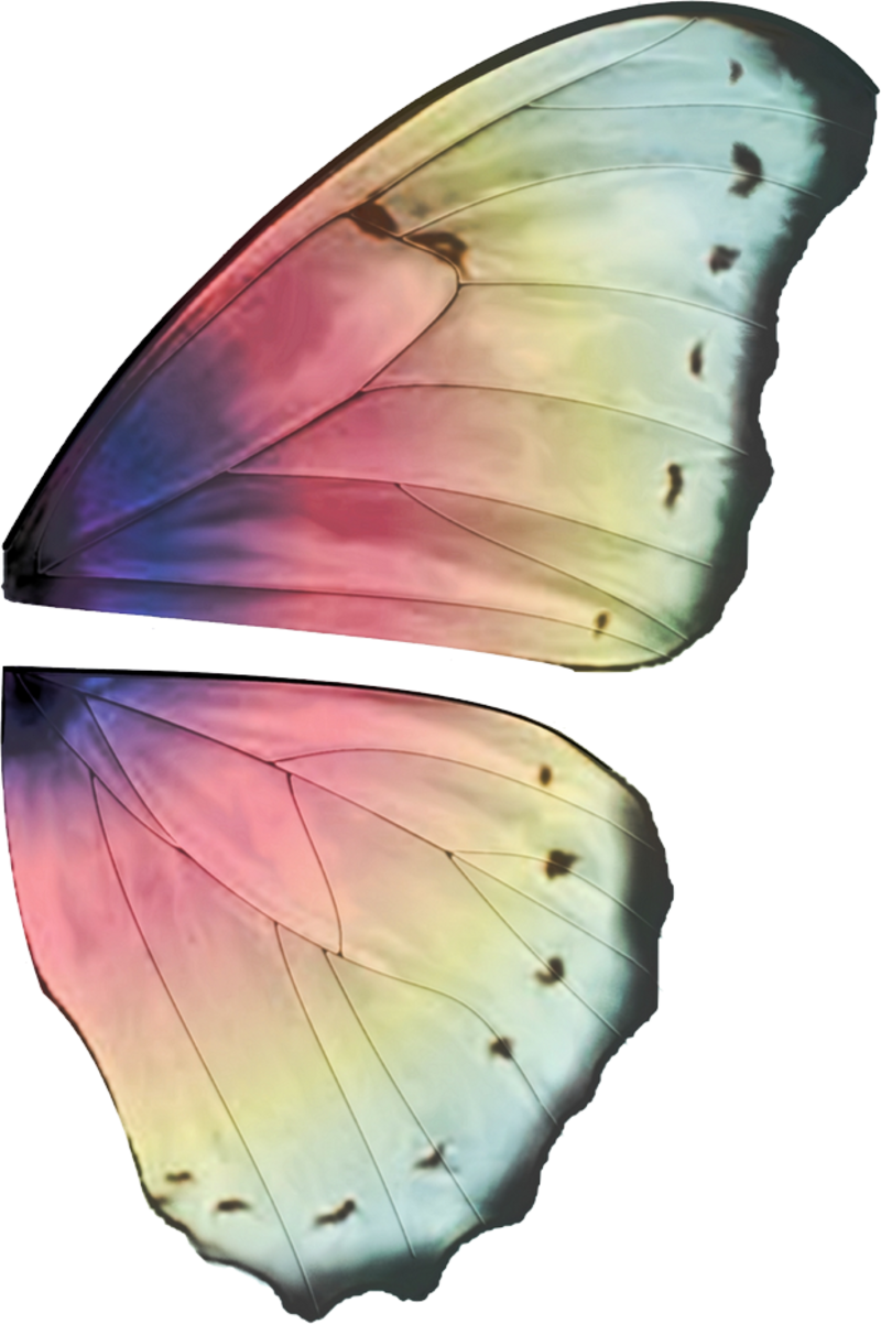 Ali Fate - Butterfly Wings High Resolution (800x1202), Png Download