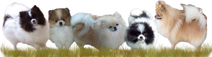 Pomeranians - Pomeranian Puppies Png (723x224), Png Download