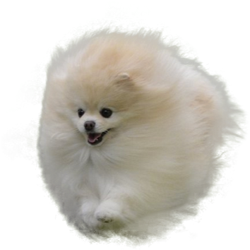 Pomeranian In The Air - White Pomeranian No Background (775x602), Png Download
