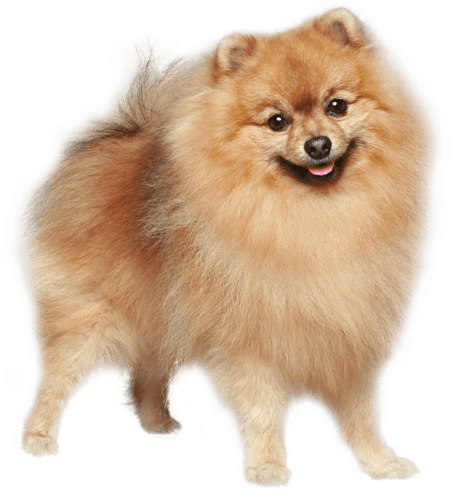 German Spitz Mittel German Spitz Klein Pomeranian Finnish - German Spitz Dog (567x489), Png Download