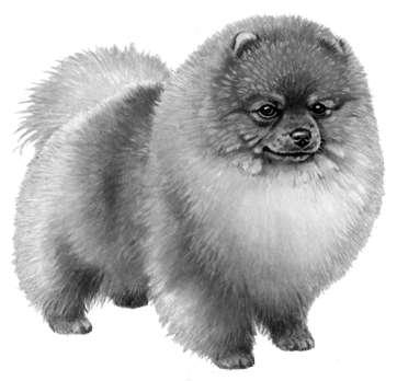 Pomeranian - B&w - Pomeranian Dog Counted Cross Stitch Pattern (450x360), Png Download