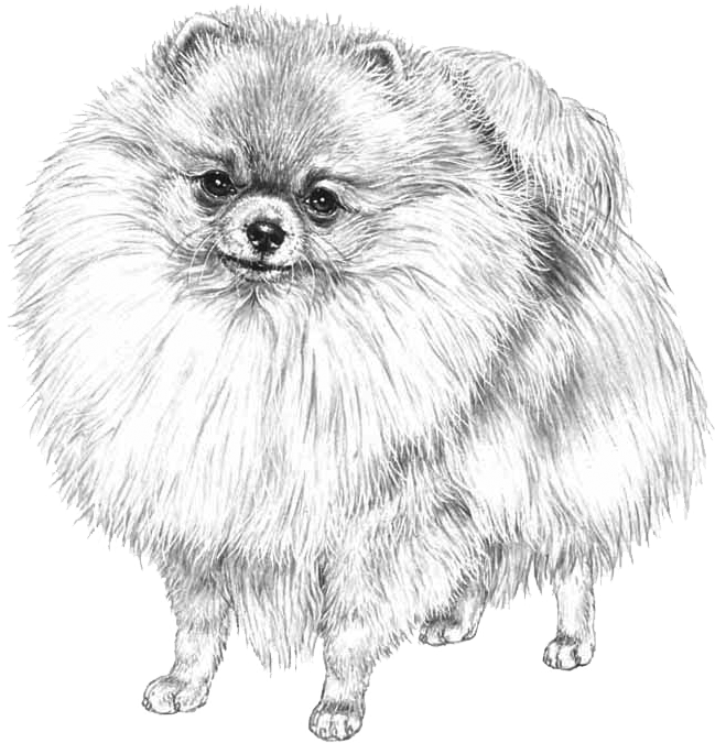 Pomeranian - Spitz Pomerania Disegno (800x800), Png Download