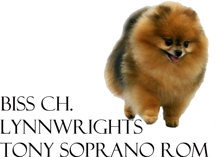 Lynnwrights Tony Soprano Rom - Pomeranian (900x650), Png Download