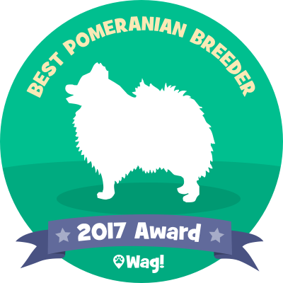 Three Girls Have Come Into Heat - Pomeranian (400x400), Png Download