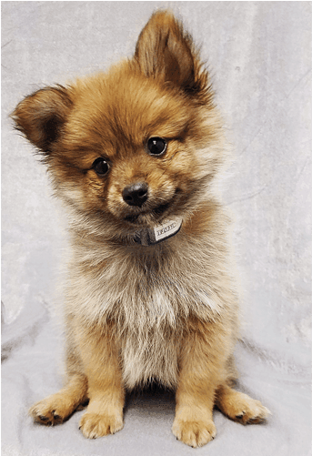 teacup pomeranian full grown size