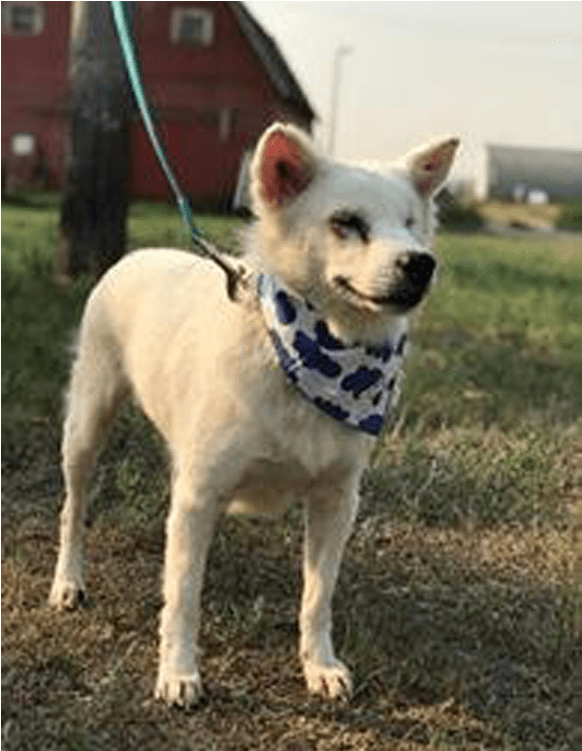 Adult Rate - Companion Dog (800x750), Png Download