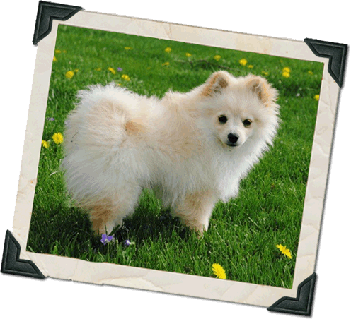 Lucy Has Been Such A Joy To Our Family - German Spitz Mittel (496x452), Png Download