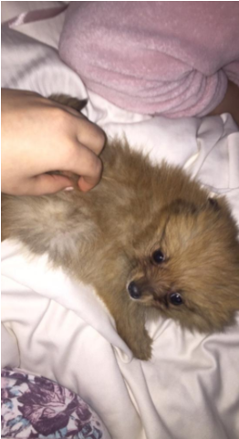 Teacup Pomeranian Puppy 8 Weeks Old - Dog (640x480), Png Download