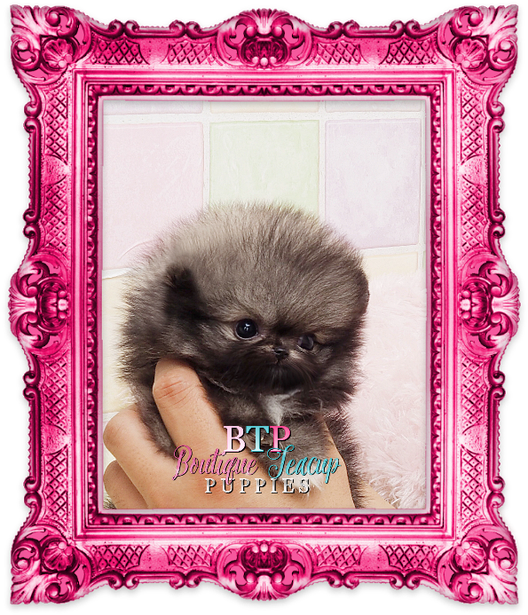 Toy Puppies, Teacup Puppies, Pomeranians, Tea Cups, - Kaisercraft Frosted Foiled Cardstock 12"x12" - Blizzard (660x744), Png Download