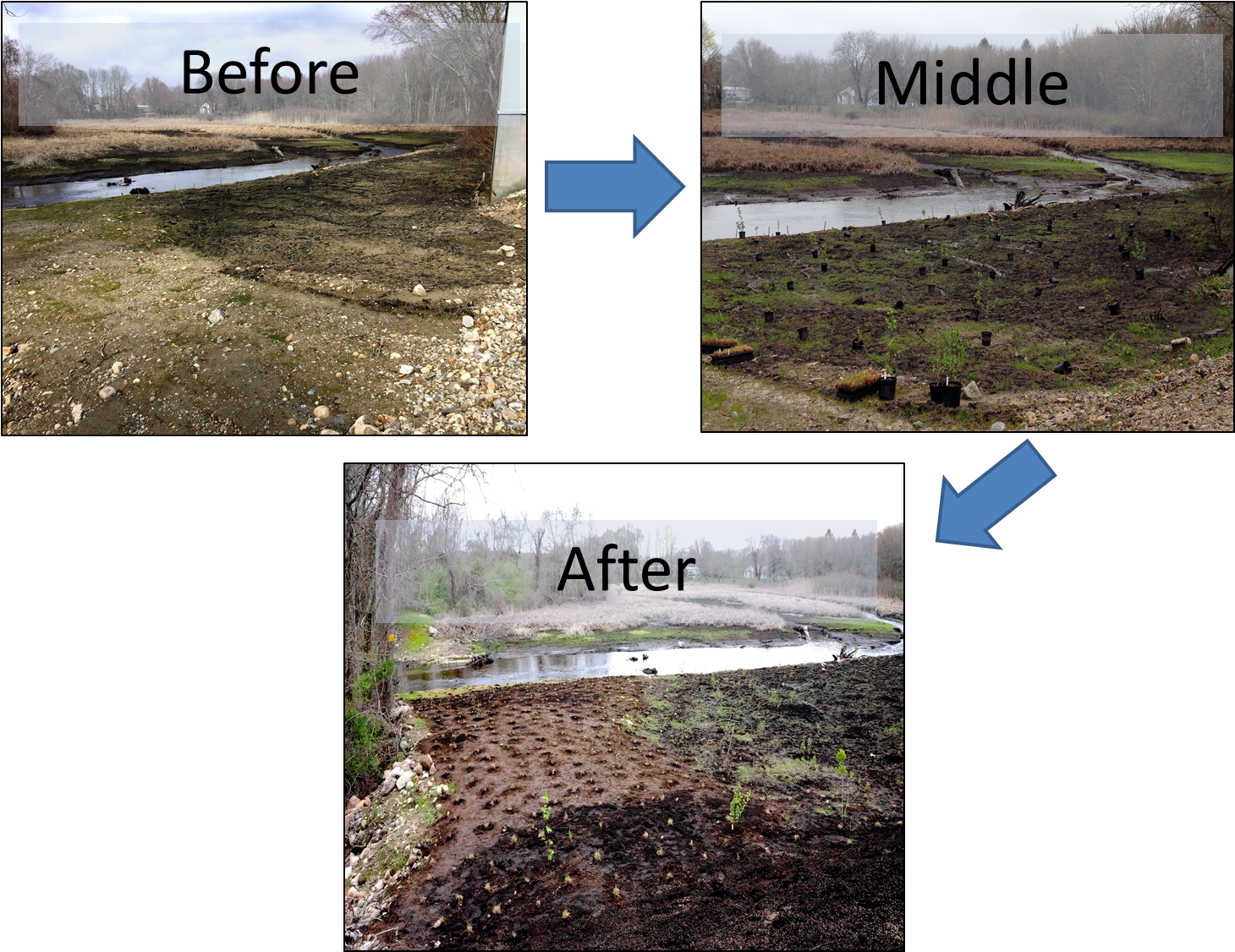 None Of This Would Have Been Possible Without The Hard-work - Freshwater Marsh (1500x1151), Png Download