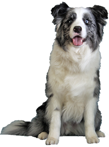 Why Choose A Blue Merle Border Collie To Be The Star - Dog Border Collie Png (365x489), Png Download