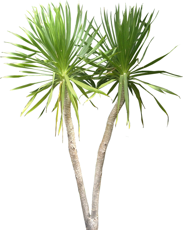 Tropical Plant Png - Dracaena Draco Png (636x796), Png Download