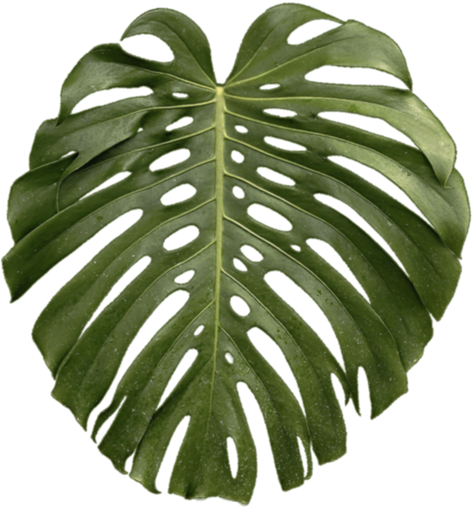 Tropical Plant Leaf Png - Transparent Tropical Plant Png (1024x1024), Png Download