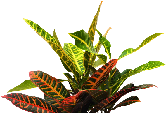 All These Great Ideas Into The Self-taught Generation - Plants For Photoshop Png (600x412), Png Download