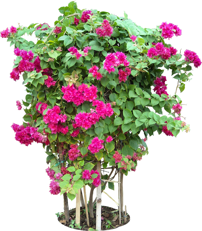 Tropical Plant Pictures - Bougainvillea Plants Png Format (696x796), Png Download