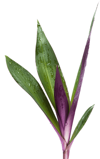 Congratulations To Our Very Own Mike Lewis He Is The - Ti Plant (353x557), Png Download