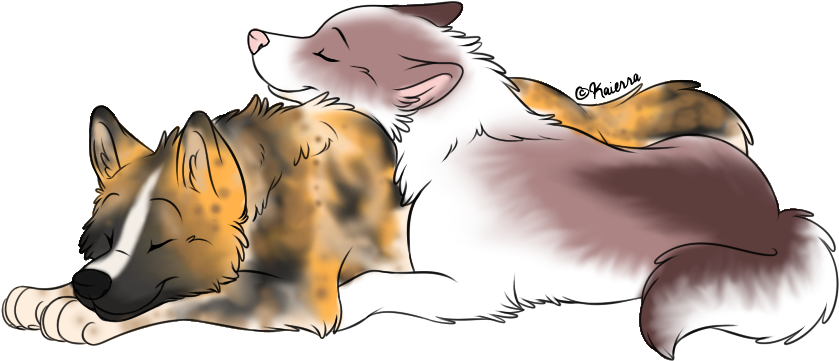 Picture - Swift Fox (876x495), Png Download