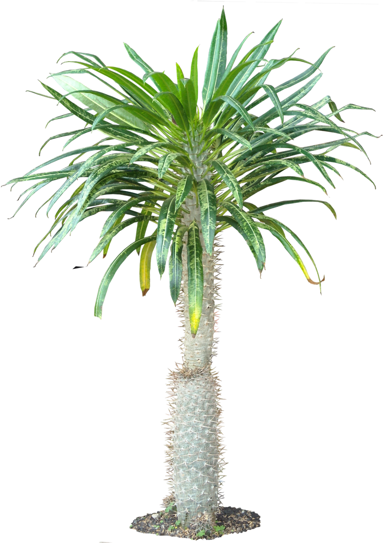 Tropical Plants Png - Pachypodium Png (786x1100), Png Download