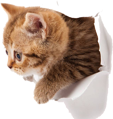 Cute Kitten Png Image Hd Wallpaper Download For Android - Kitten Png (500x425), Png Download