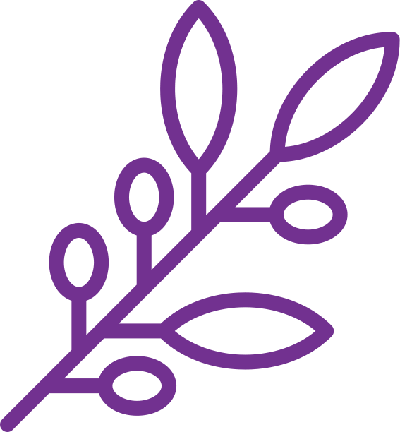 Olive-branch - Olive (567x612), Png Download