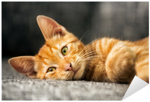 Orange Kitty (400x400), Png Download